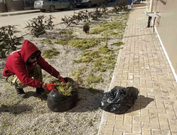 газоны