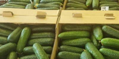 Огуречная рапсодия: как меняется цена этого хрустящего продукта в Севастополе?